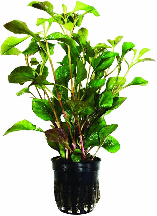 (Alternanthera Reineckii VAR. Bettzickiana) Greenpro Alternanthera Reineckii Potted Live Aquarium Plants Easy Super Red Plants