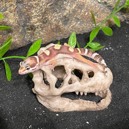 Resin Dinosaur Skull Aquarium Ornament Mini Dinosaur Tank Decoration Betta Fish Small Dinosaur Skull Fish Reptile Tank with Holes Aquarium Landscape Reptile Hideout Caves (1)